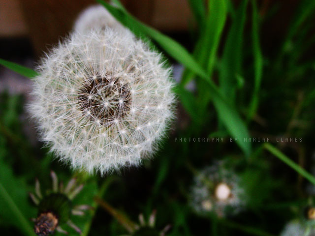 Adult Dandelion