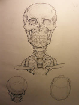 Anatomy Studies 01 - Skull