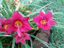 Daylilies