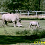 white rhinos