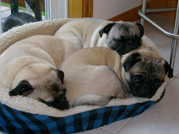 3 pugs in a bed