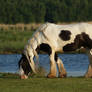 Gypsy Vanner