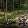 Forest Lake