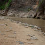 Canyon creek