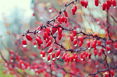 Red Berries