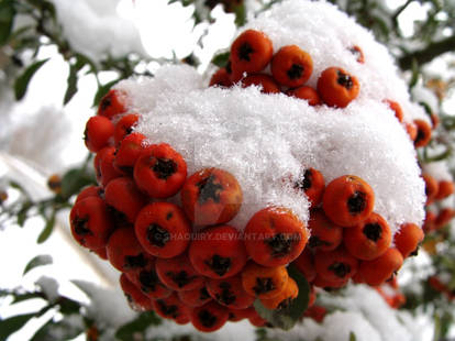 Winter berries 4.