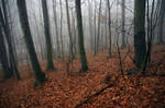 fogy forest by analgetic
