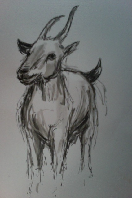 Goat, east indian ink