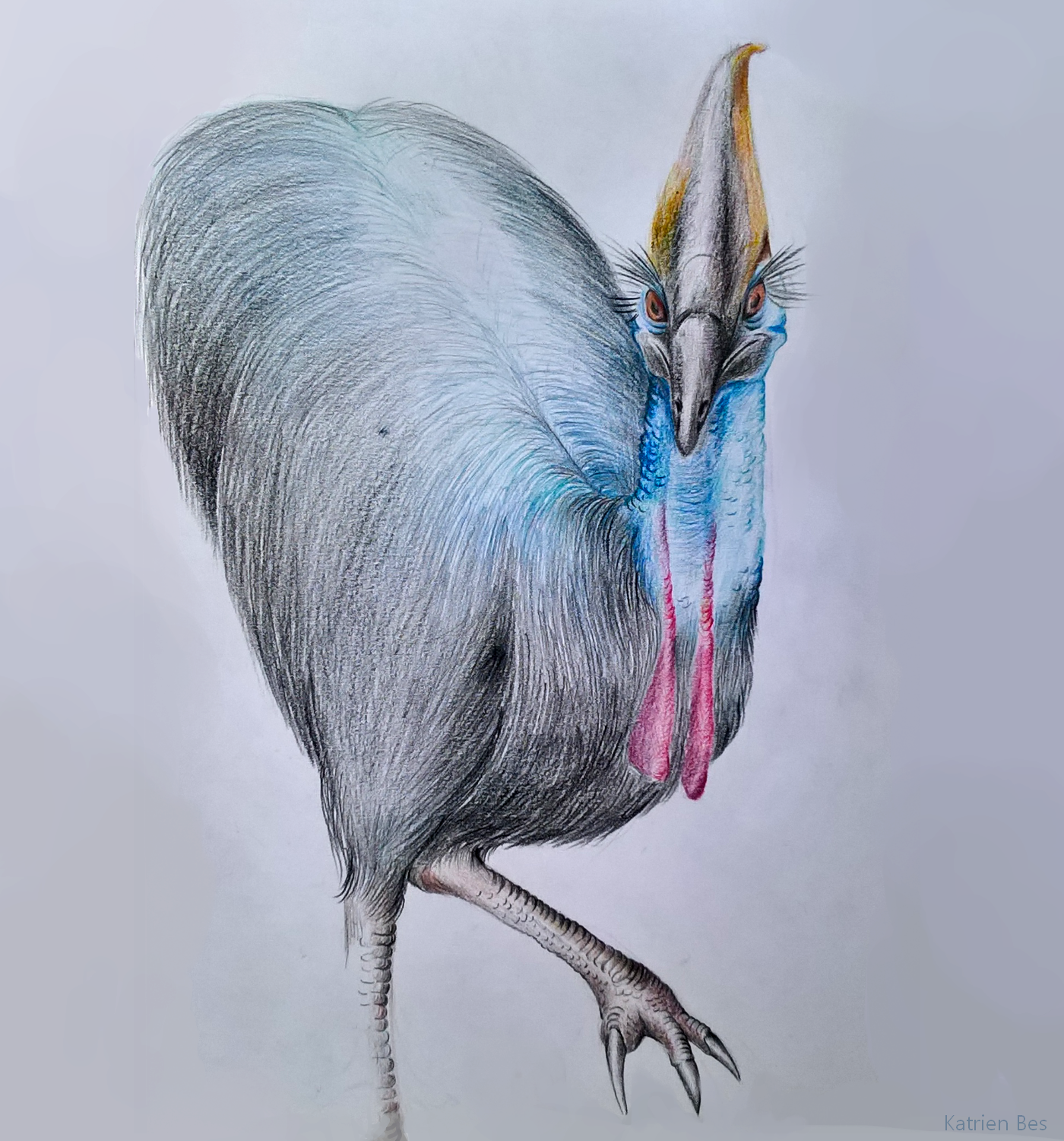 Cassowary