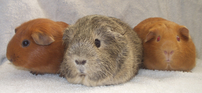 Guinea pigs