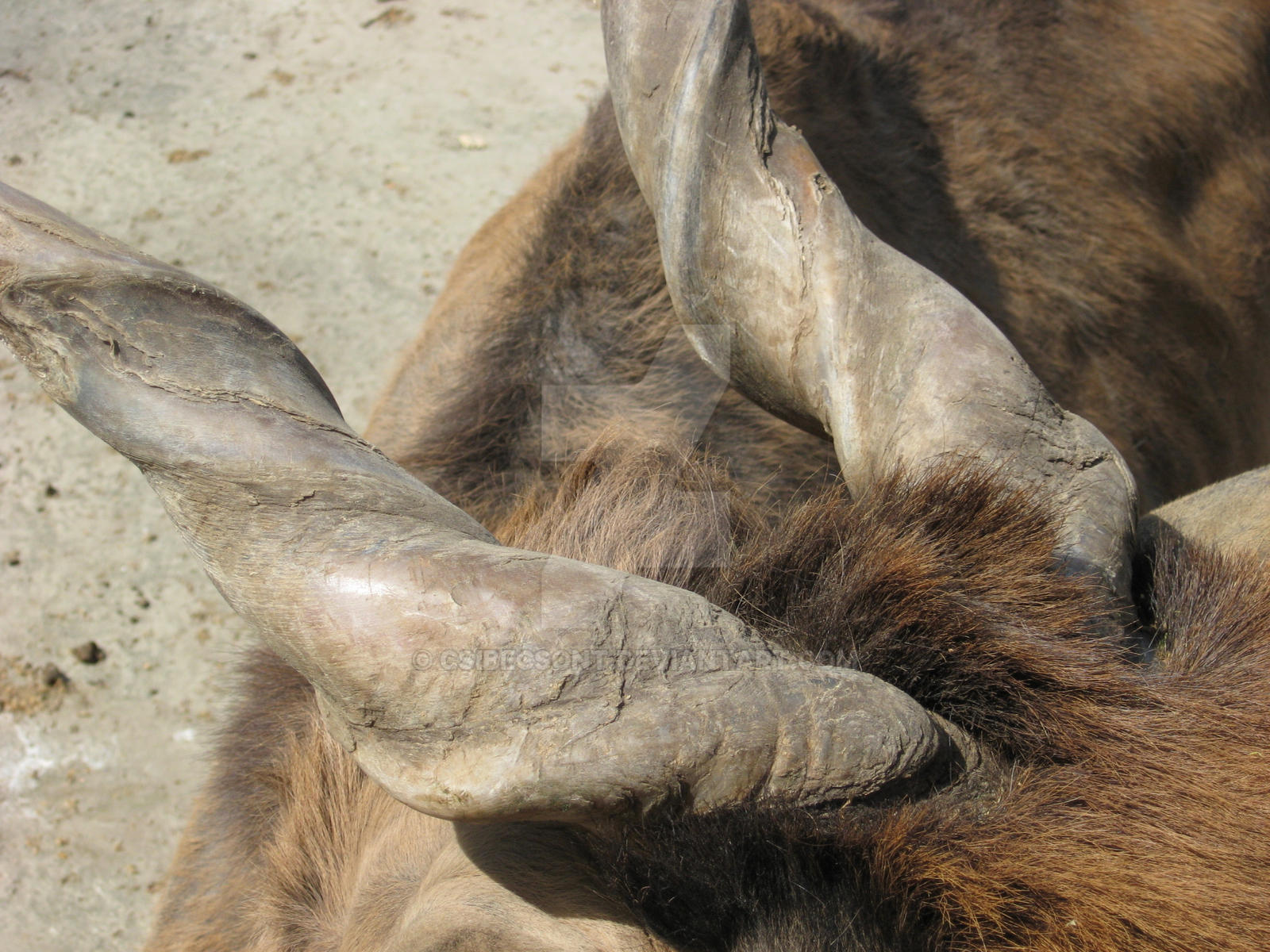 horns close up