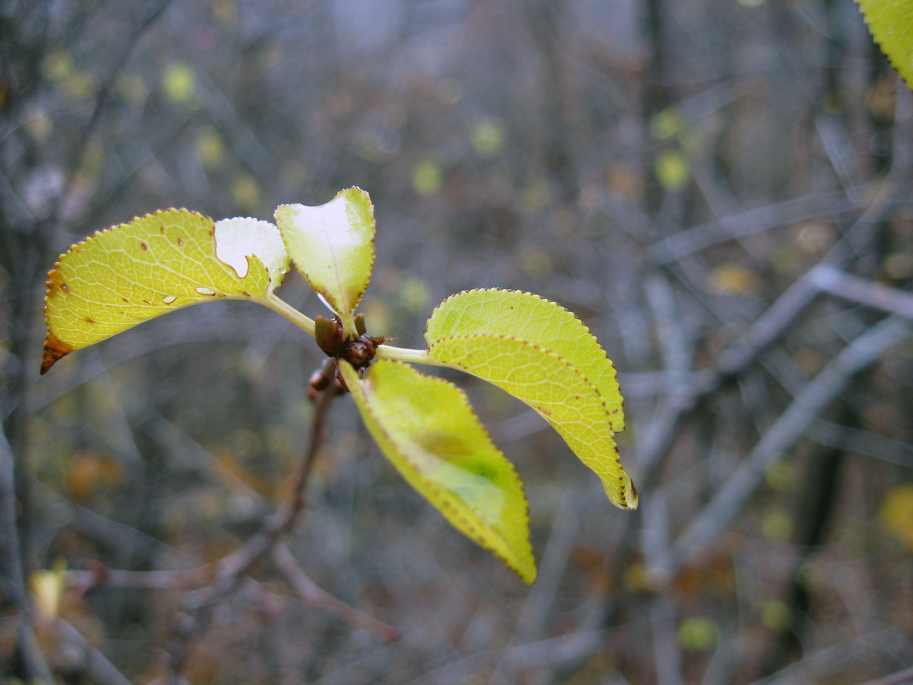 Dying Leaf