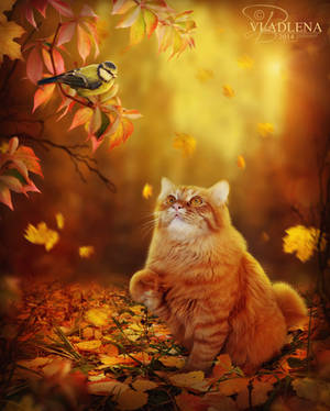 Autumn cat by Vladlena111