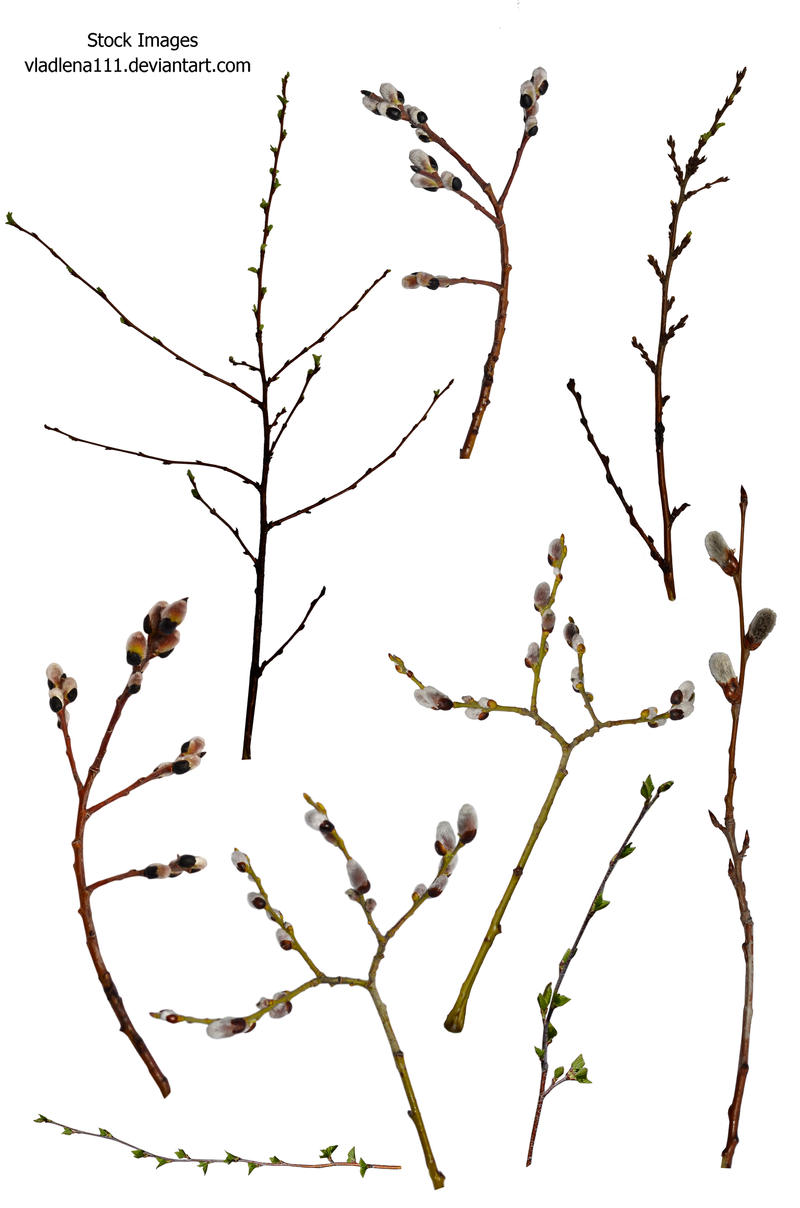 Branch spring tree PNG by Vladlena111
