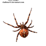 spider