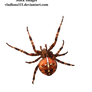 spider