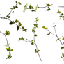 Branch spring tree PNG -3