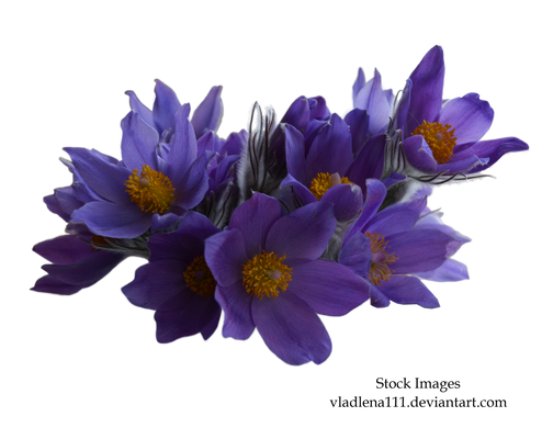 Spring flowers PNG 1