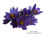 Spring flowers PNG 1