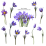 Spring flowers PNG  2