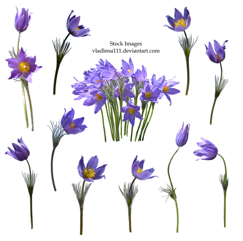 Spring flowers PNG 2 by Vladlena111