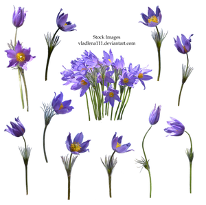 Spring flowers PNG  2