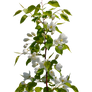 Flowering branch