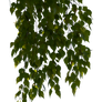 birch branches 6