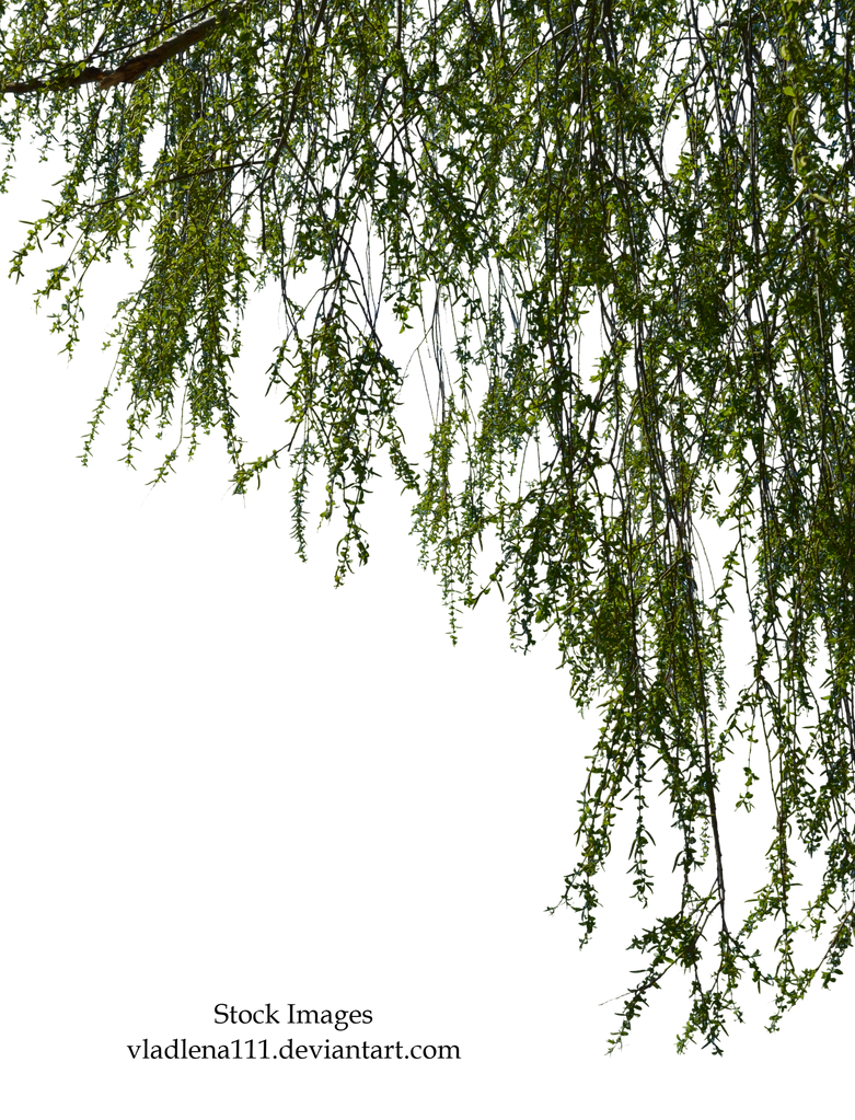 Willow branches 2 by Vladlena111