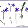 Spring flowers PNG 4