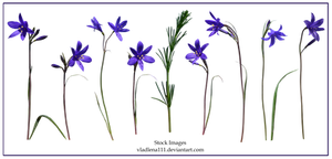 Spring flowers PNG 4