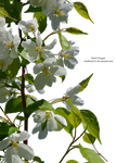 Flowering branch - 3 by Vladlena111