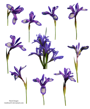 Spring flowers PNG 5