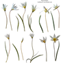 Spring flowers PNG 6