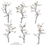 branch