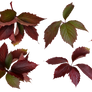 autumn leaves