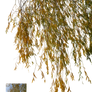 Autumn alder branches