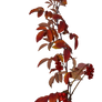 Autumn branches 1