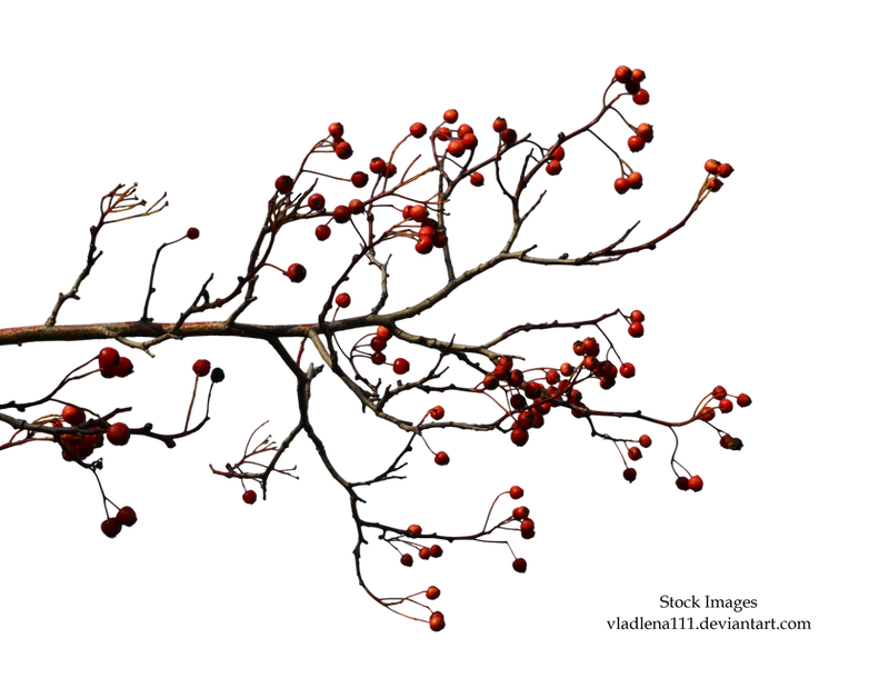 Autumn branches 5