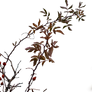 Autumn branches 7