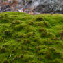 moss 2