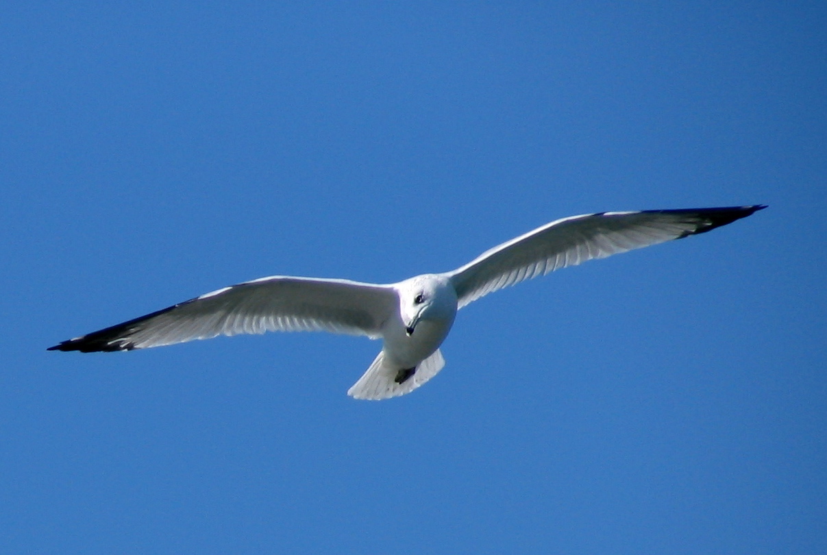 A gull looking for food