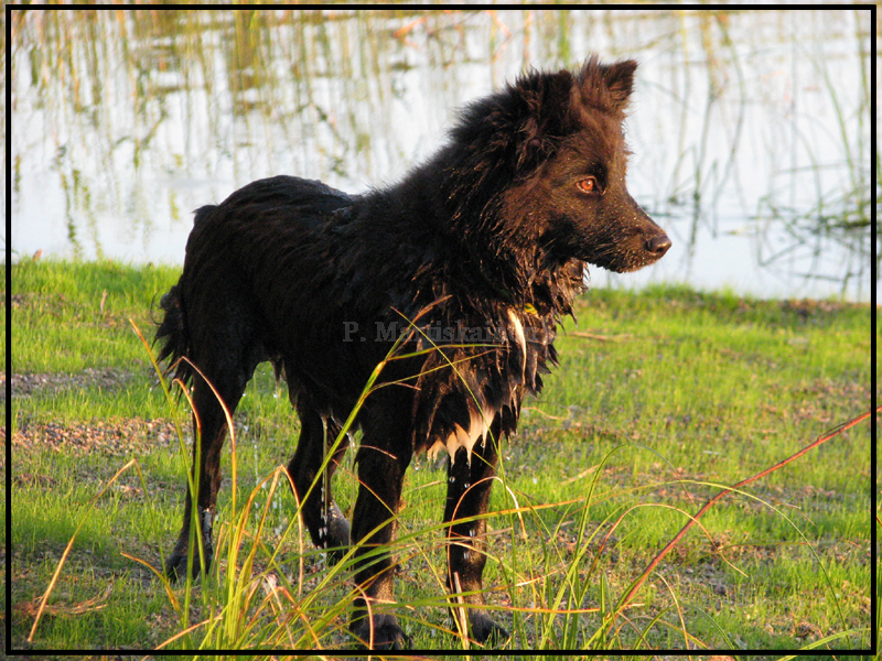 Wet Dog