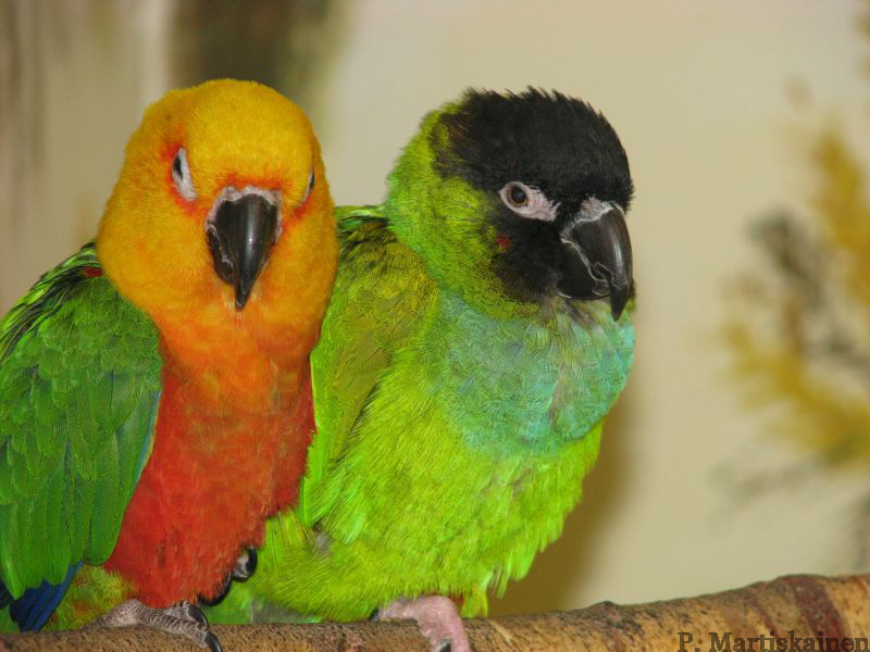 Conure Pair