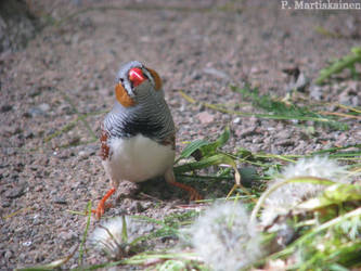 Zebra Finch