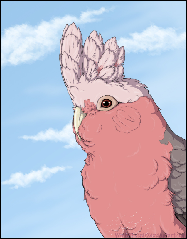 Galah