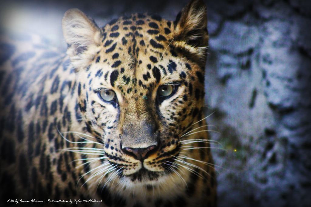 Leopard (Edited) by waterbolt7 on DeviantArt