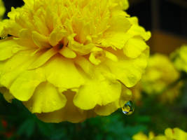 yellow drop