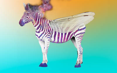 Zebra1