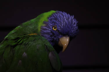 Blue-headed pionus